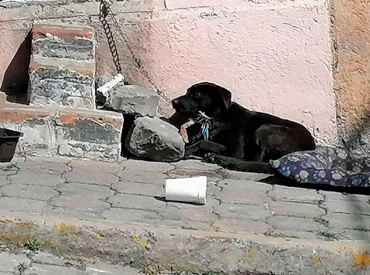 Perro abandonado todos los días al rayo del sol