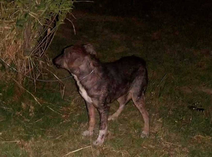 Perro abandonado y atado