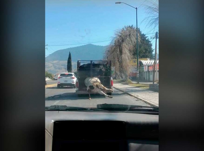 Camioneta arrastra vaca