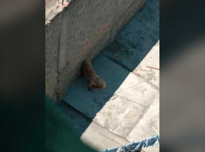 Perro en malas condiciones necesita de nuestra ayuda