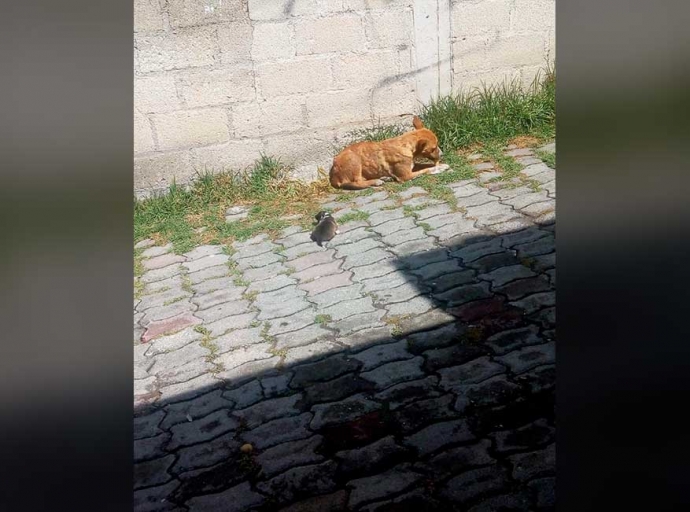 Joven se la pasa pidiendo cachorros para que se le mueran