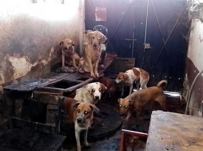 Rescatan decenas de perros de matadero clandestino