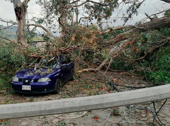 Fuertes vientos derriban árboles y postes de luz