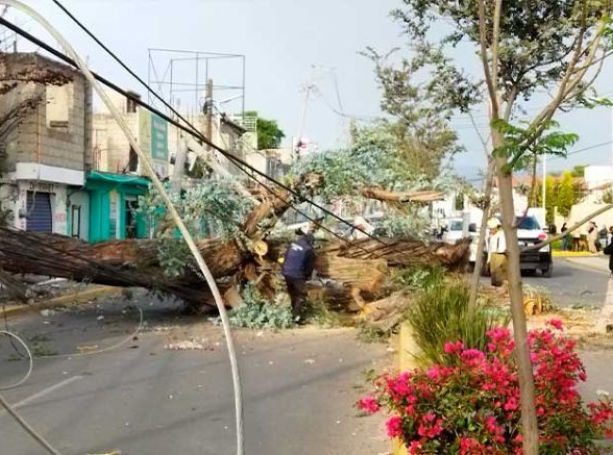 Fuertes vientos derriban otro árbol, ahora en San Mateo Atenco