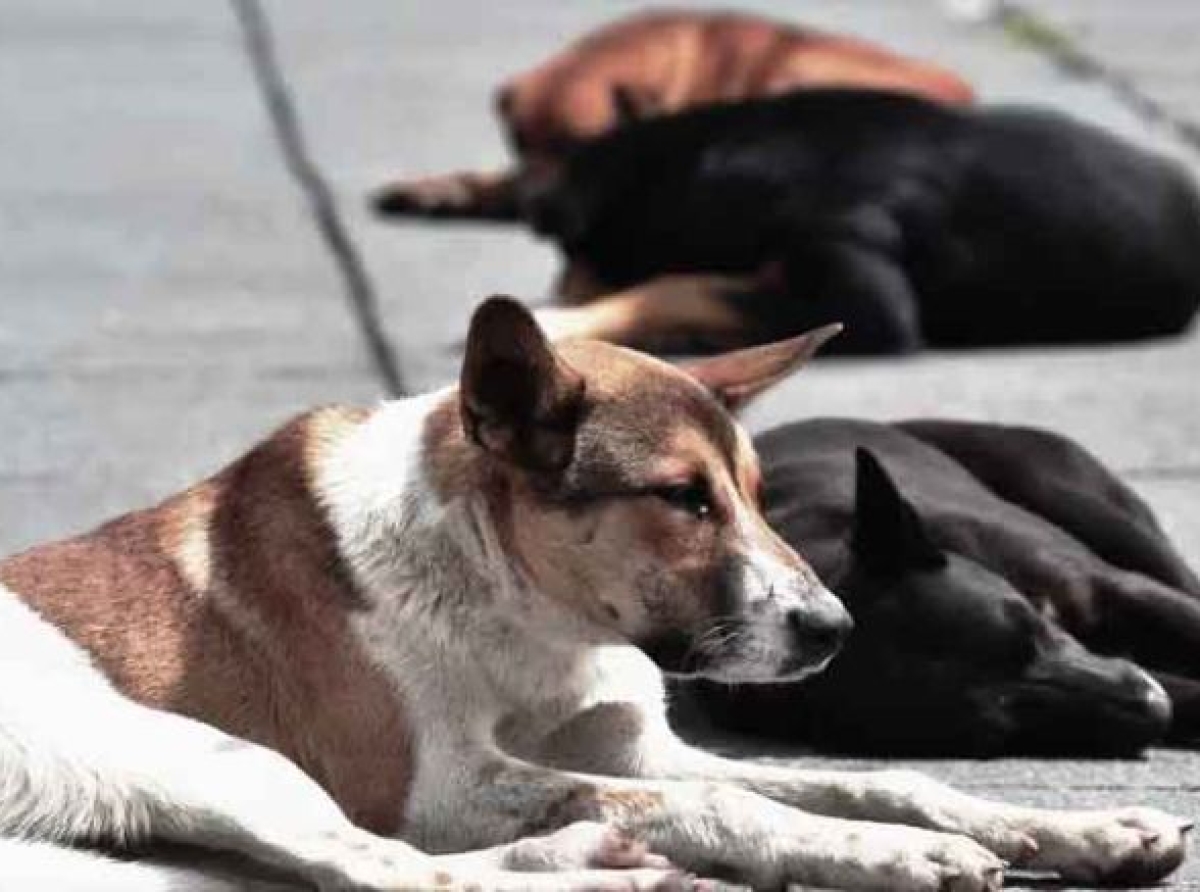 Envenenamiento de 15 perritos en Edoméx ya es investigado por la Fiscalía