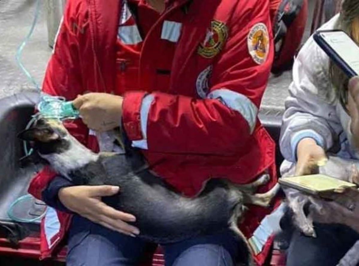 Mascotas mueren en incendio en casa