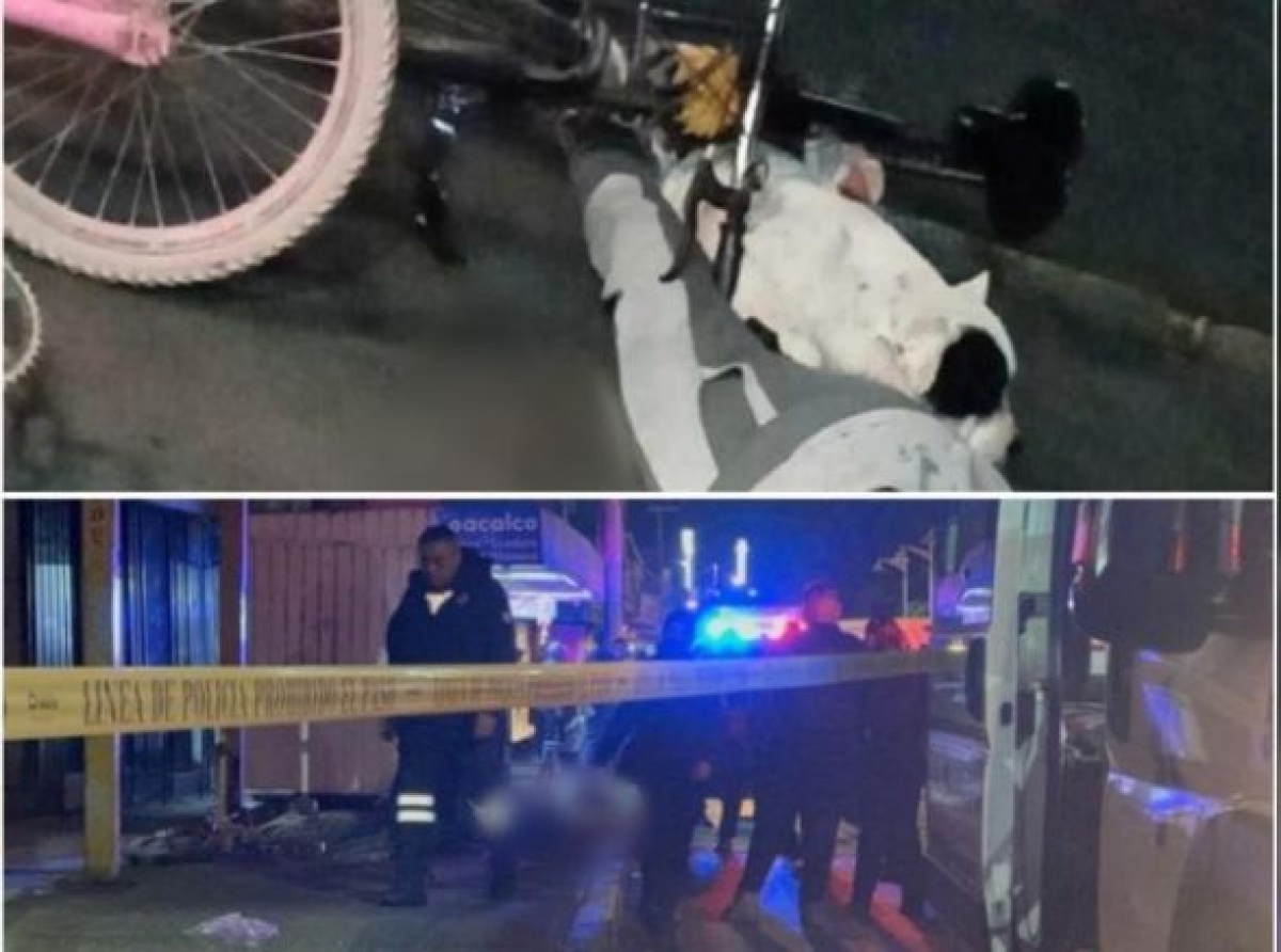 Lomito no abandonó a su dueña asesinada