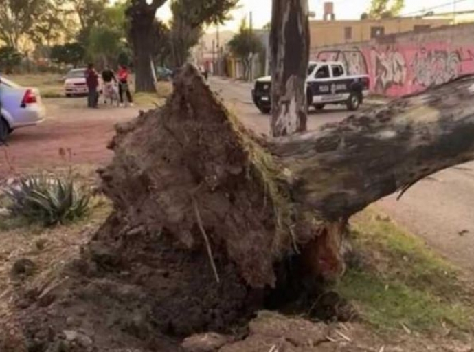 Fuertes vientos derriban un árbol