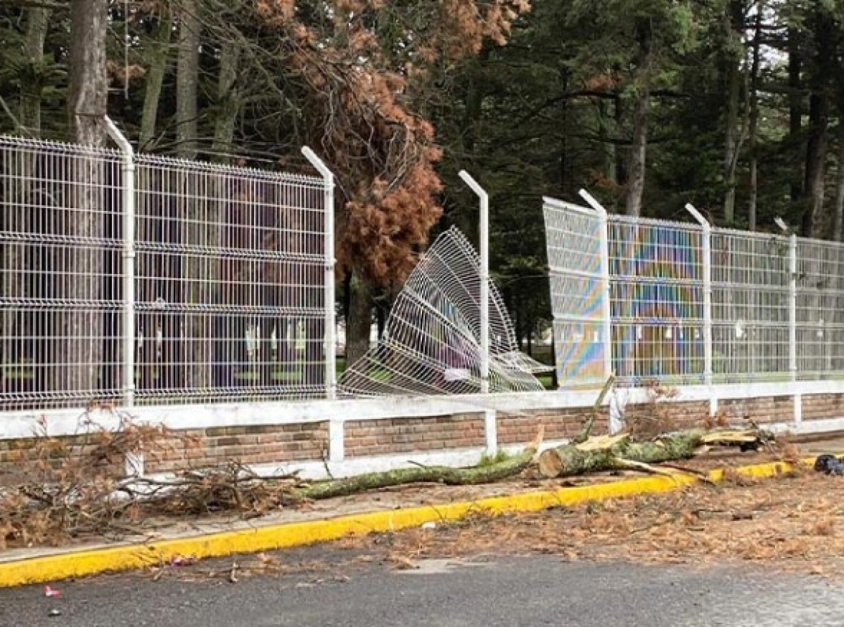 Lluvias provocan caída de árbol en Parque 18 de Marzo