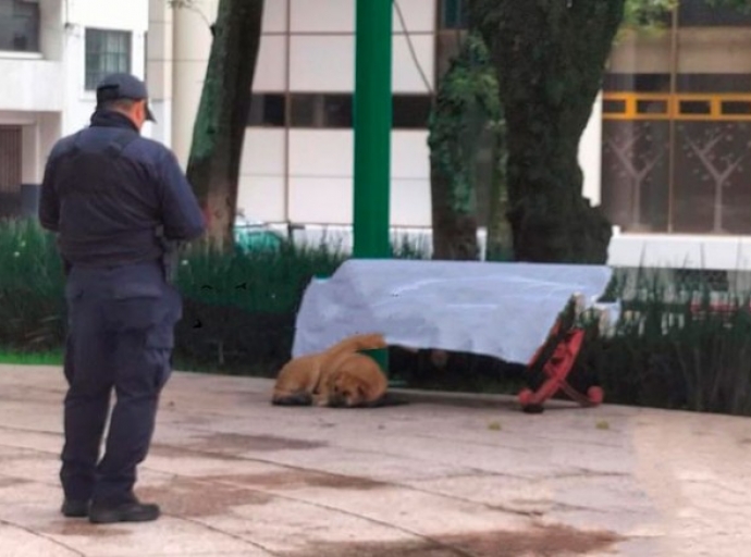 Perrito resguarda el cuerpo de su dueño hallado en la Alameda