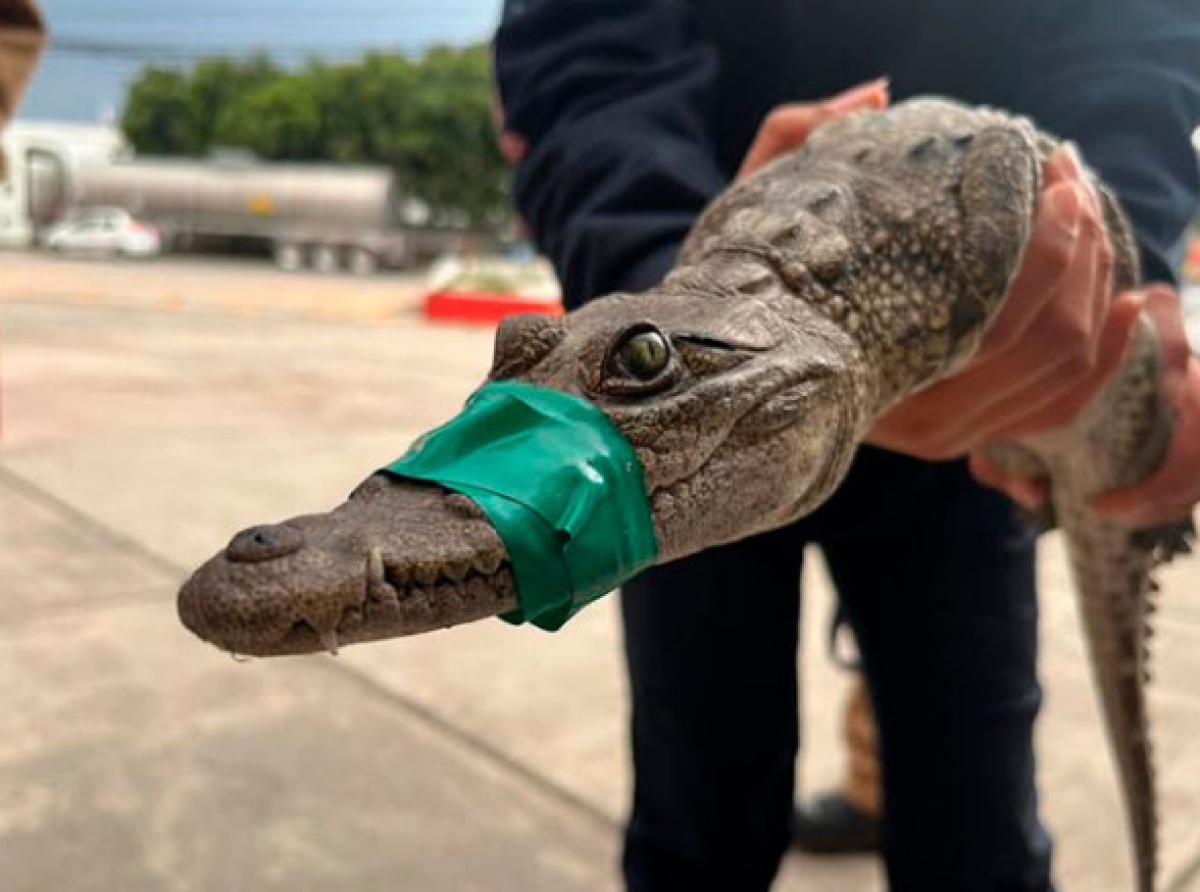 Atrapan a cocodrilo en el Lago de Guadalupe