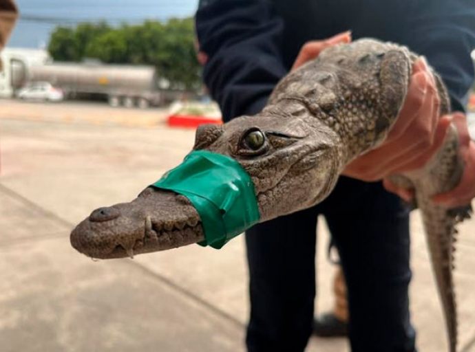 Atrapan a cocodrilo en el Lago de Guadalupe