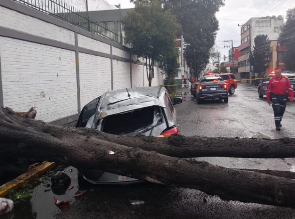 Árbol derribado y calles inundadas movilizan al gobierno