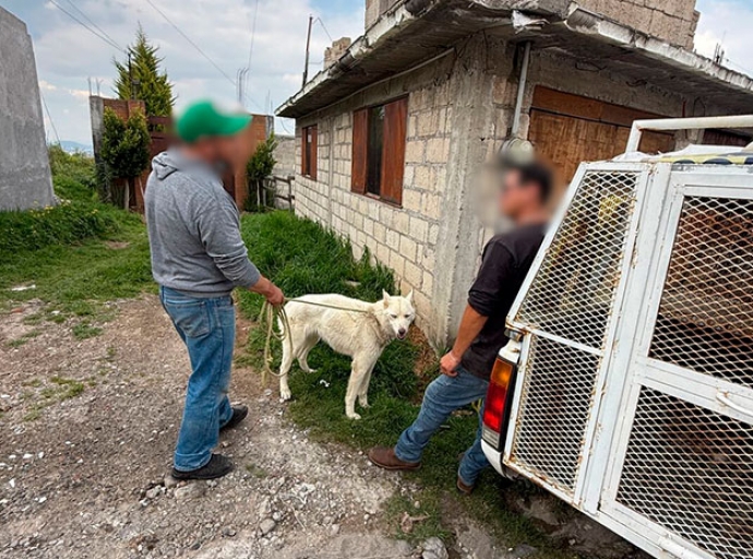 Rescatan a dos perritos maltratados