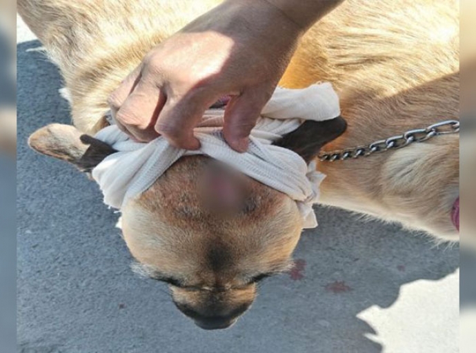 Lomitos eran agredidos con un machete en Tlalnepantla