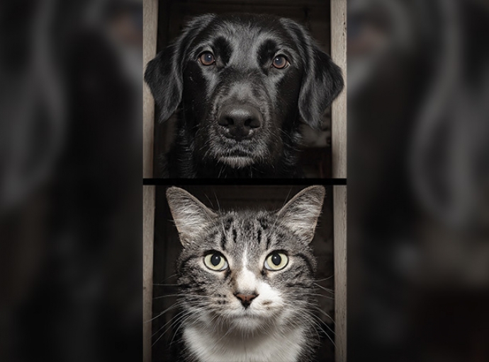 Alertan por rituales con animales en Edoméx y CDMX