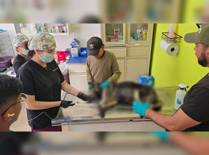 Rescatan con vida a perrita envenenada