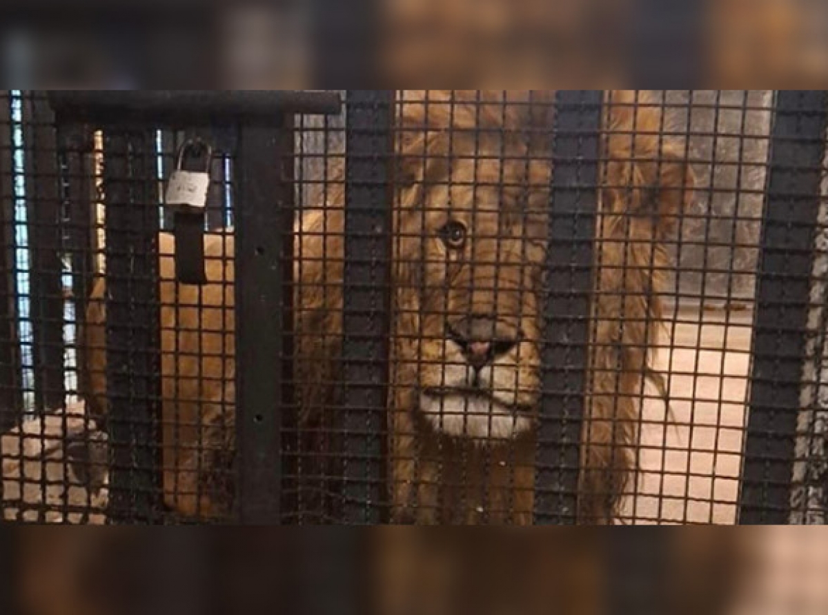 Tras cateo, aseguran león en vivienda del Edoméx